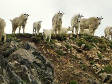 Goats on 2013 trip